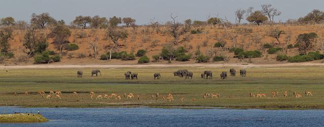 060 Chobe NP, olifanten en impala's.jpg
